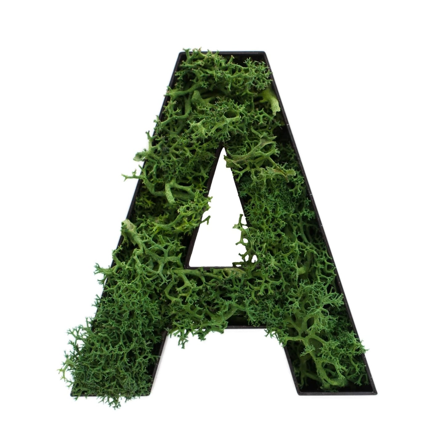 Buchstabe A aus Islandmoos dunkelgrün in schwarzem Rahmen