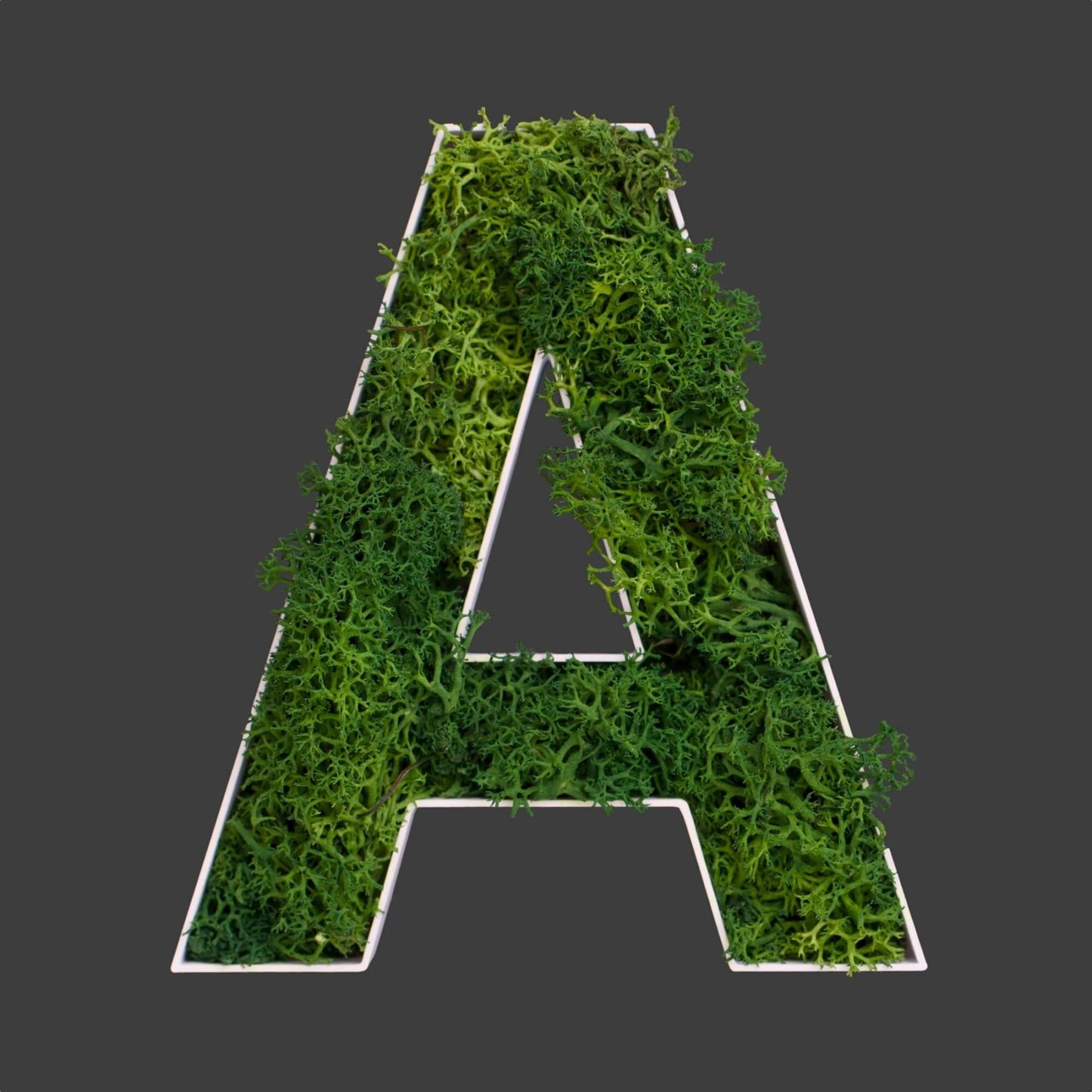Buchstabe A aus Islandmoos dunkelgrün in weißem Rahmen