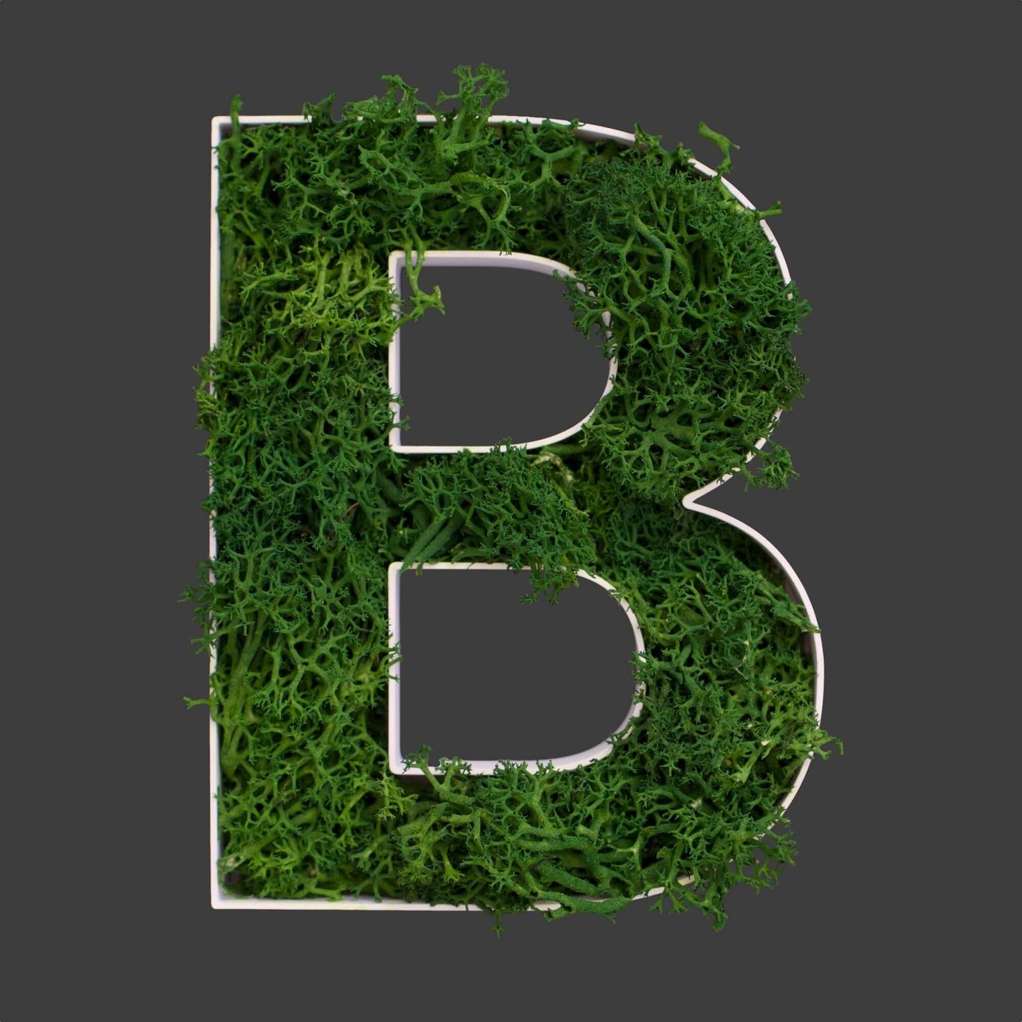 Buchstabe B aus Islandmoos dunkelgrün in weißem Rahmen