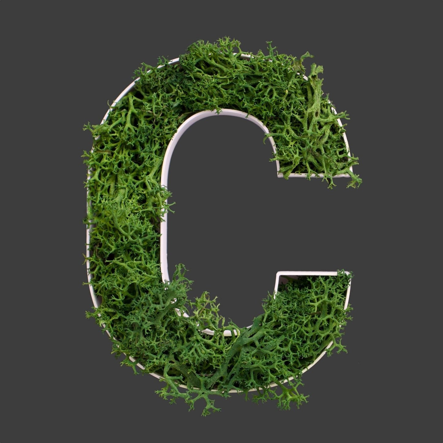 Buchstabe C aus Islandmoos dunkelgrün in weißem Rahmen