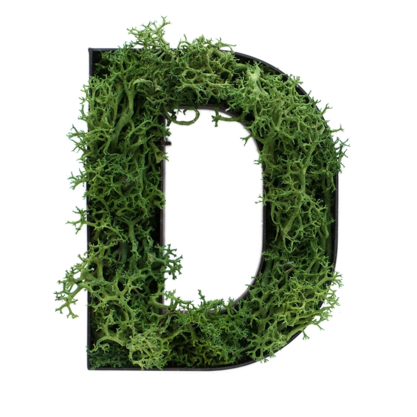Buchstabe D aus Islandmoos dunkelgrün in schwarzem Rahmen