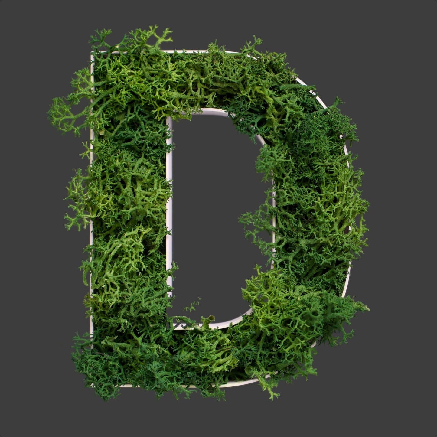 Buchstabe D aus Islandmoos dunkelgrün in weißem Rahmen