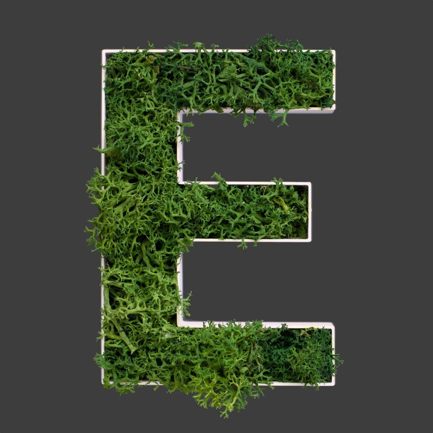 Buchstabe E aus Islandmoos dunkelgrün in weißem Rahmen