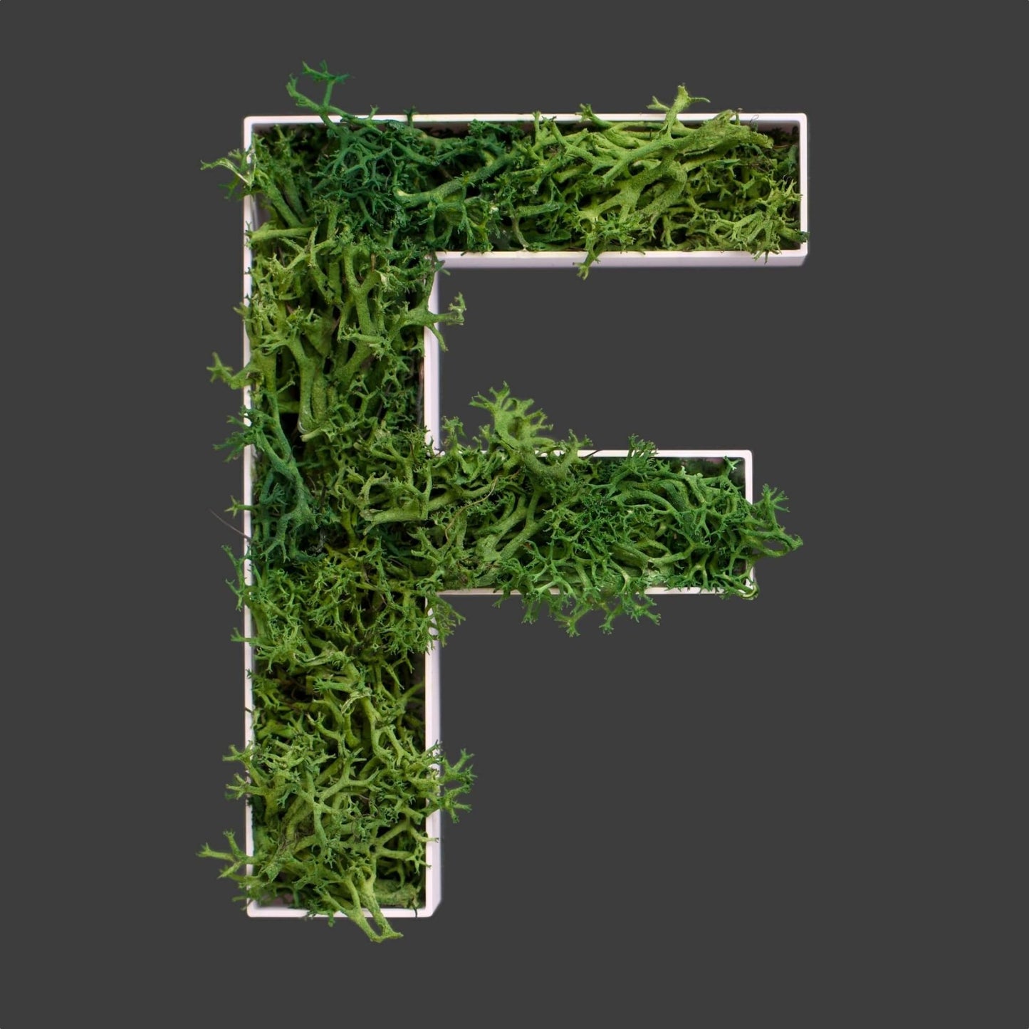 Buchstabe F aus Islandmoos dunkelgrün in weißem Rahmen