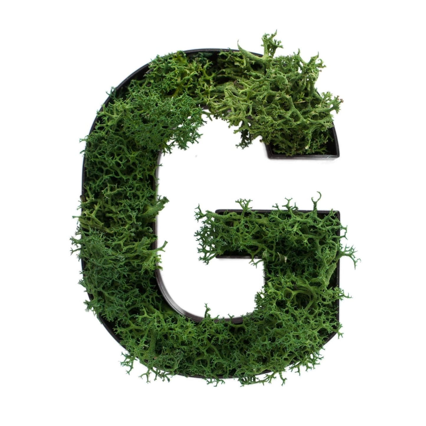 Buchstabe G aus Islandmoos dunkelgrün in schwarzem Rahmen