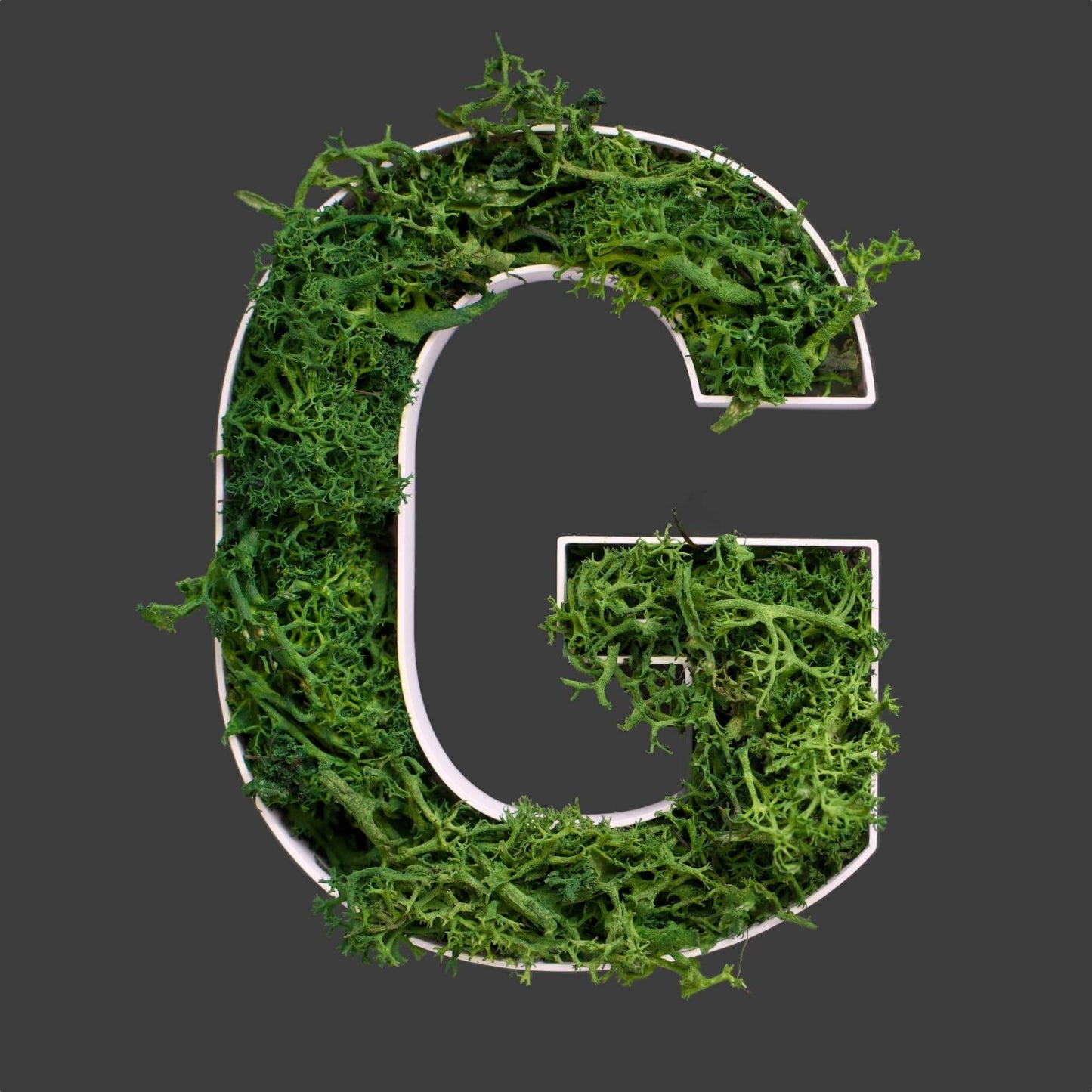 Buchstabe G aus Islandmoos dunkelgrün in weißem Rahmen