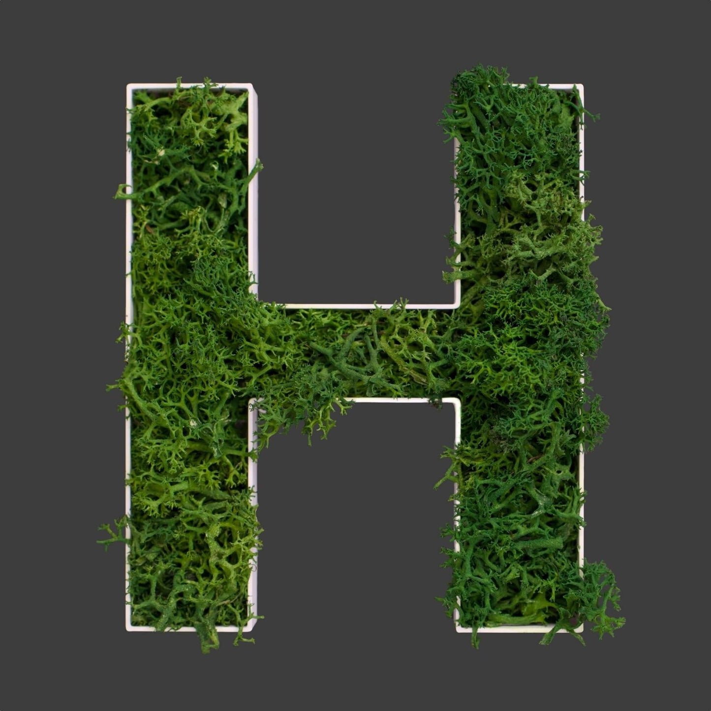 Buchstabe H aus Islandmoos dunkelgrün in weißem Rahmen
