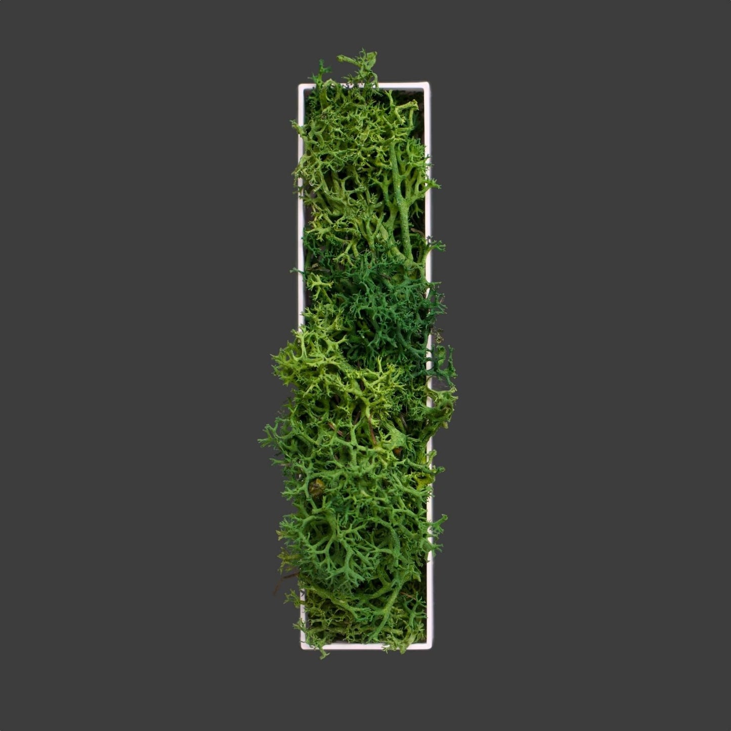 Buchstabe I aus Islandmoos dunkelgrün in weißem Rahmen