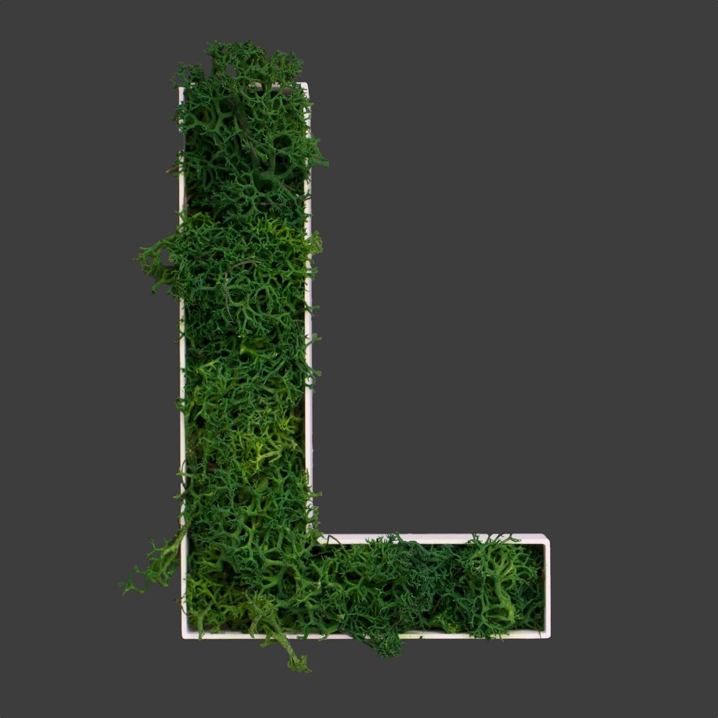 Buchstabe L aus Islandmoos dunkelgrün in weißem Rahmen