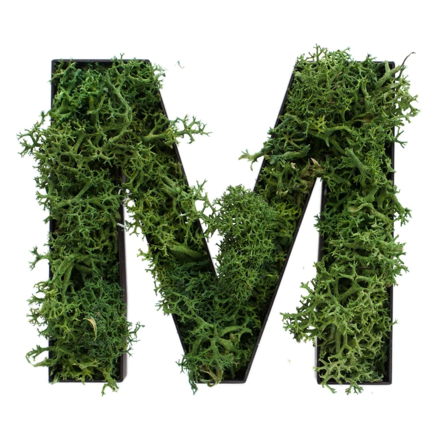 Buchstabe M aus Islandmoos dunkelgrün in schwarzem Rahmen