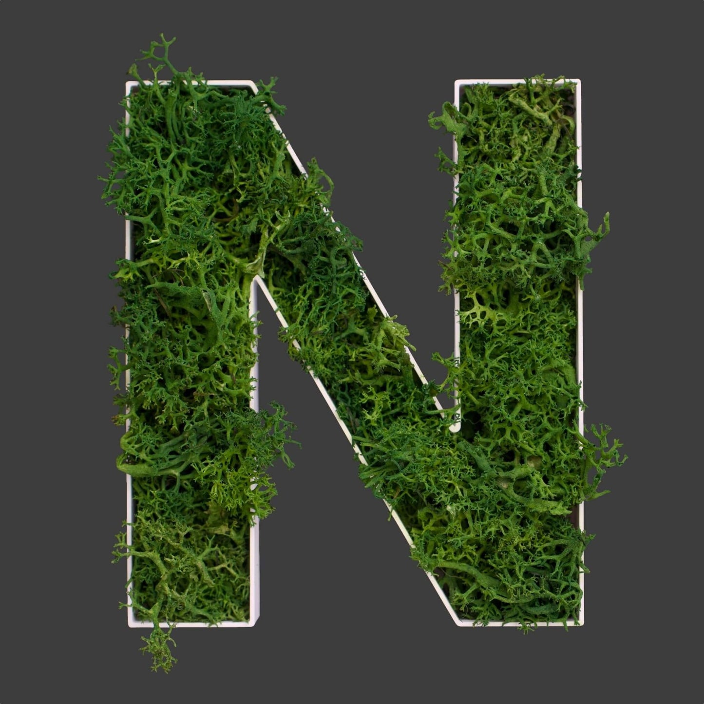 Buchstabe N aus Islandmoos dunkelgrün in weißem Rahmen