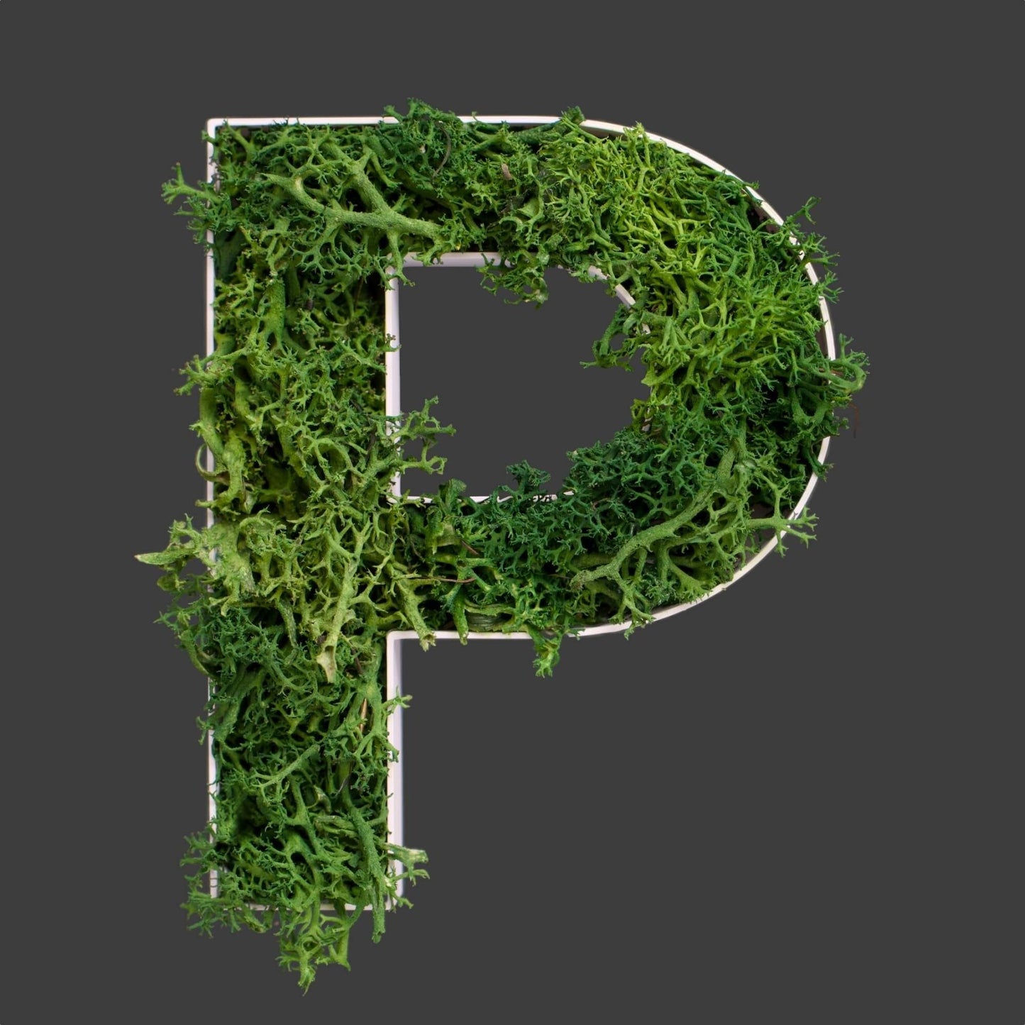 Buchstabe P aus Islandmoos dunkelgrün in weißem Rahmen