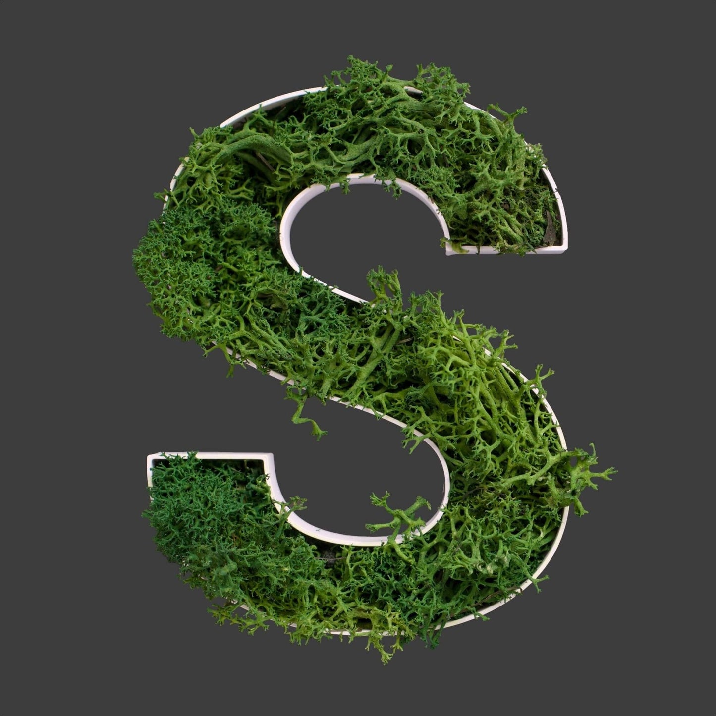 Buchstabe S aus Islandmoos dunkelgrün in weißem Rahmen