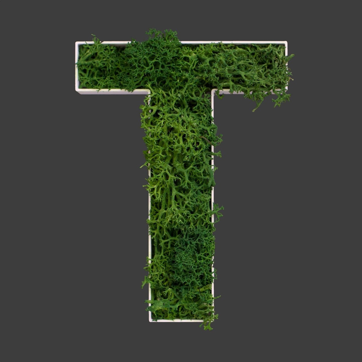 Buchstabe T aus Islandmoos dunkelgrün in weißem Rahmen
