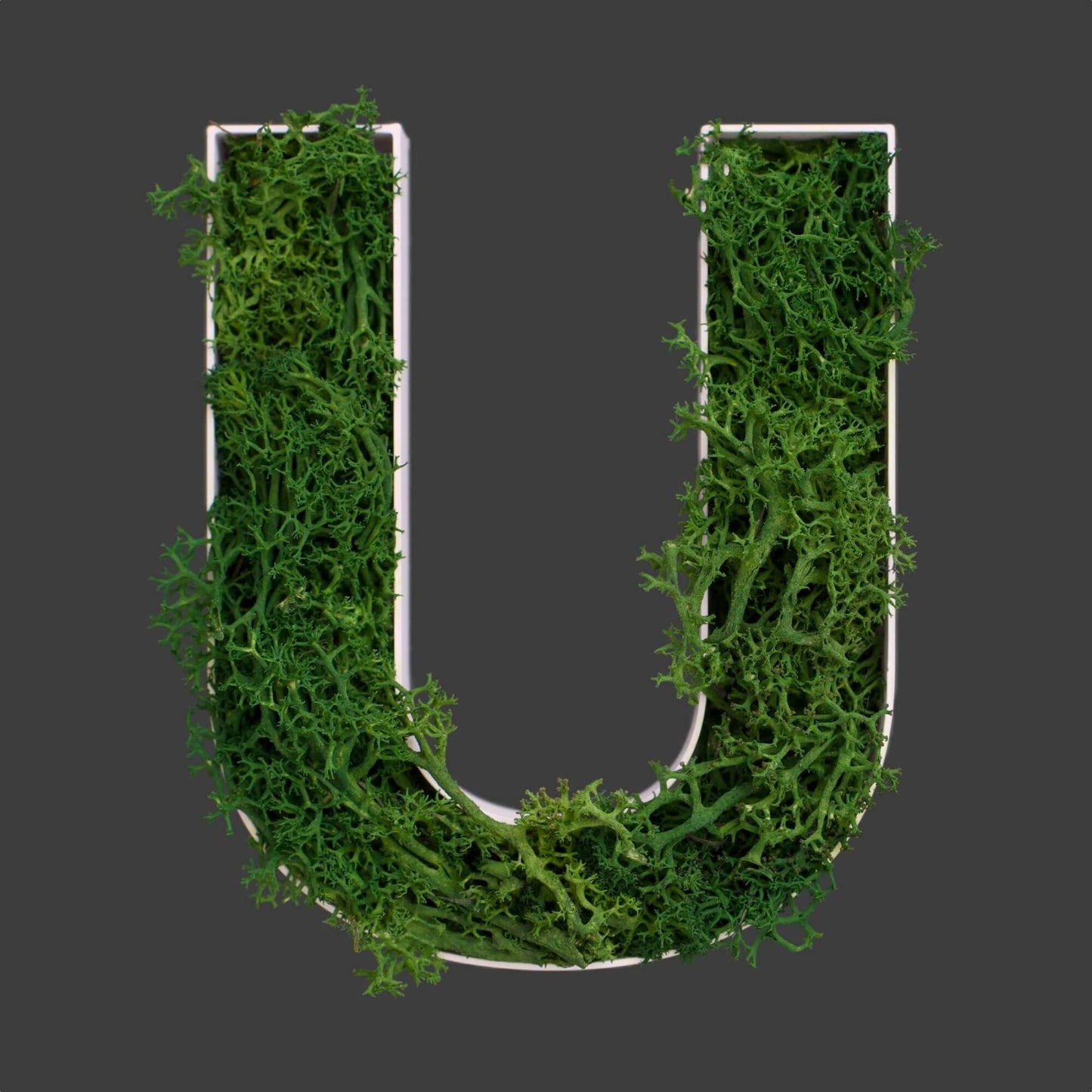 Buchstabe U aus Islandmoos dunkelgrün in weißem Rahmen