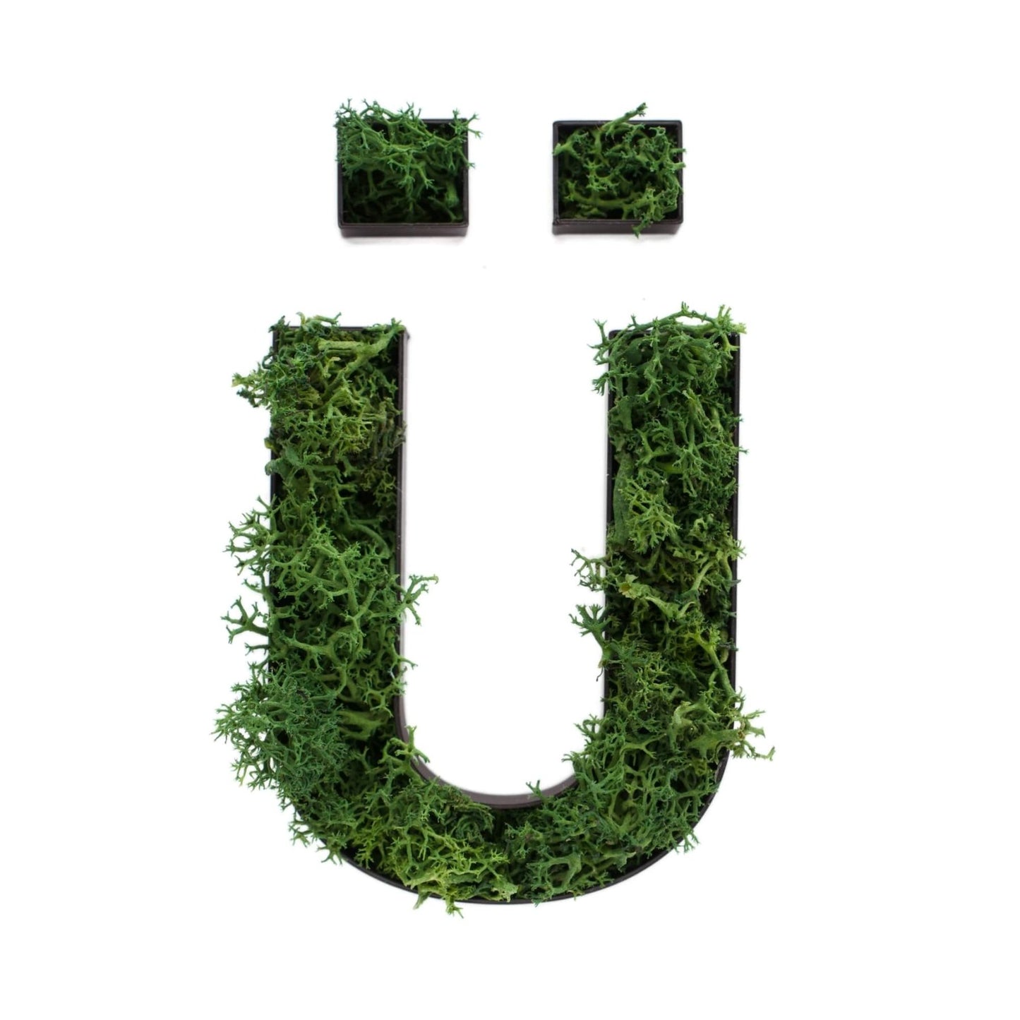 Buchstabe Ü aus Islandmoos dunkelgrün in schwarzem Rahmen