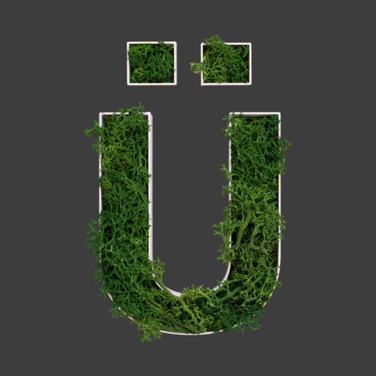Buchstabe Ü aus Islandmoos dunkelgrün in weißem Rahmen