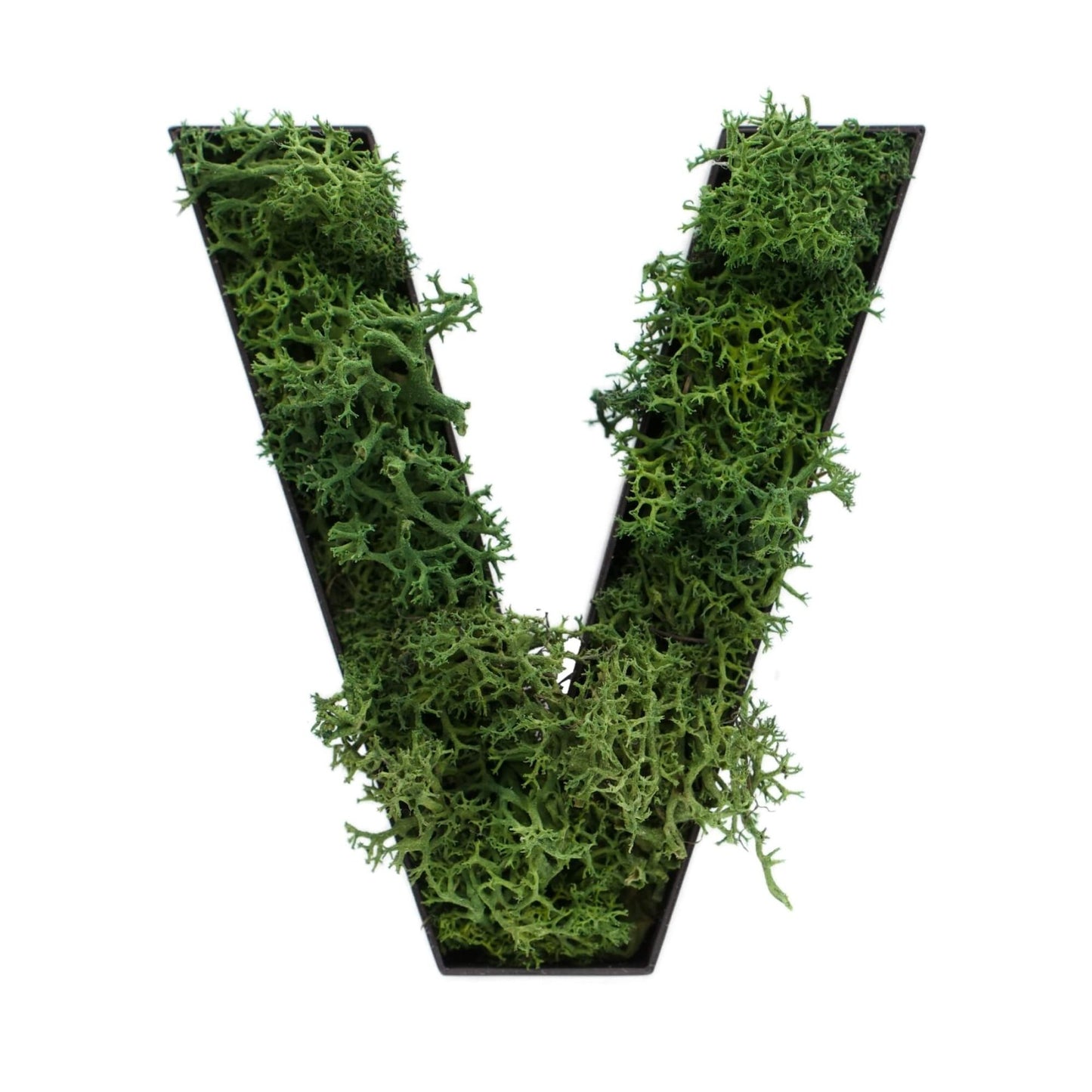 Buchstabe V aus Islandmoos dunkelgrün in schwarzem Rahmen