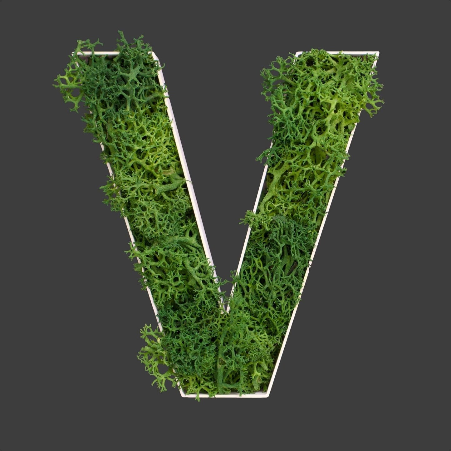 Buchstabe V aus Islandmoos dunkelgrün in weißem Rahmen