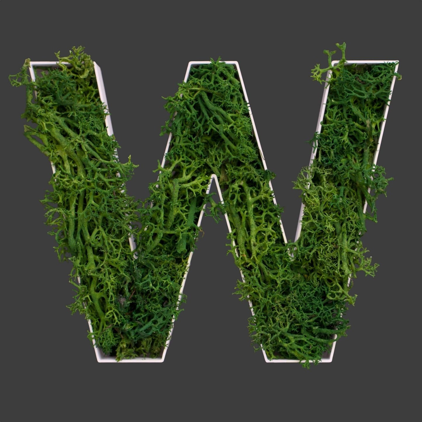 Buchstabe W aus Islandmoos dunkelgrün in weißem Rahmen