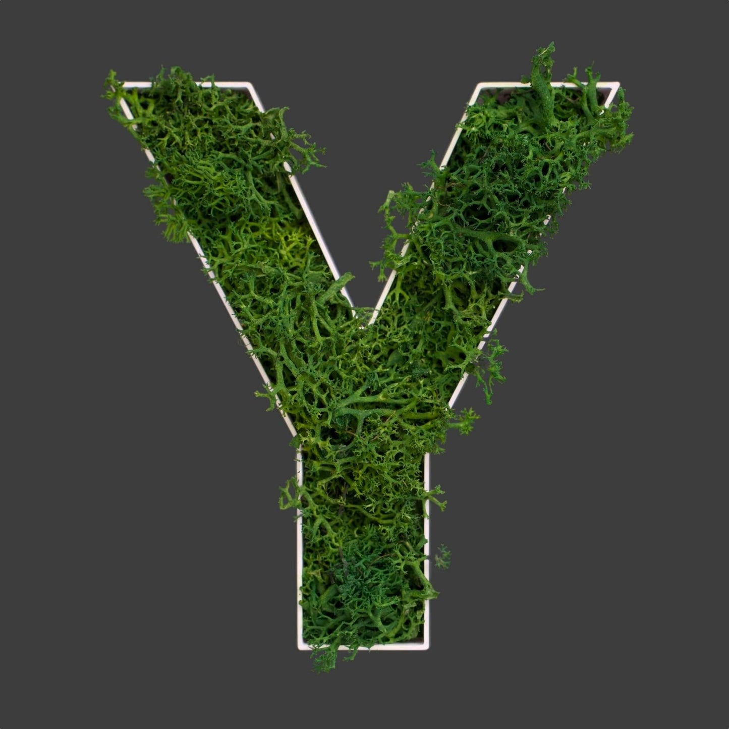 Buchstabe Y aus Islandmoos dunkelgrün in weißem Rahmen