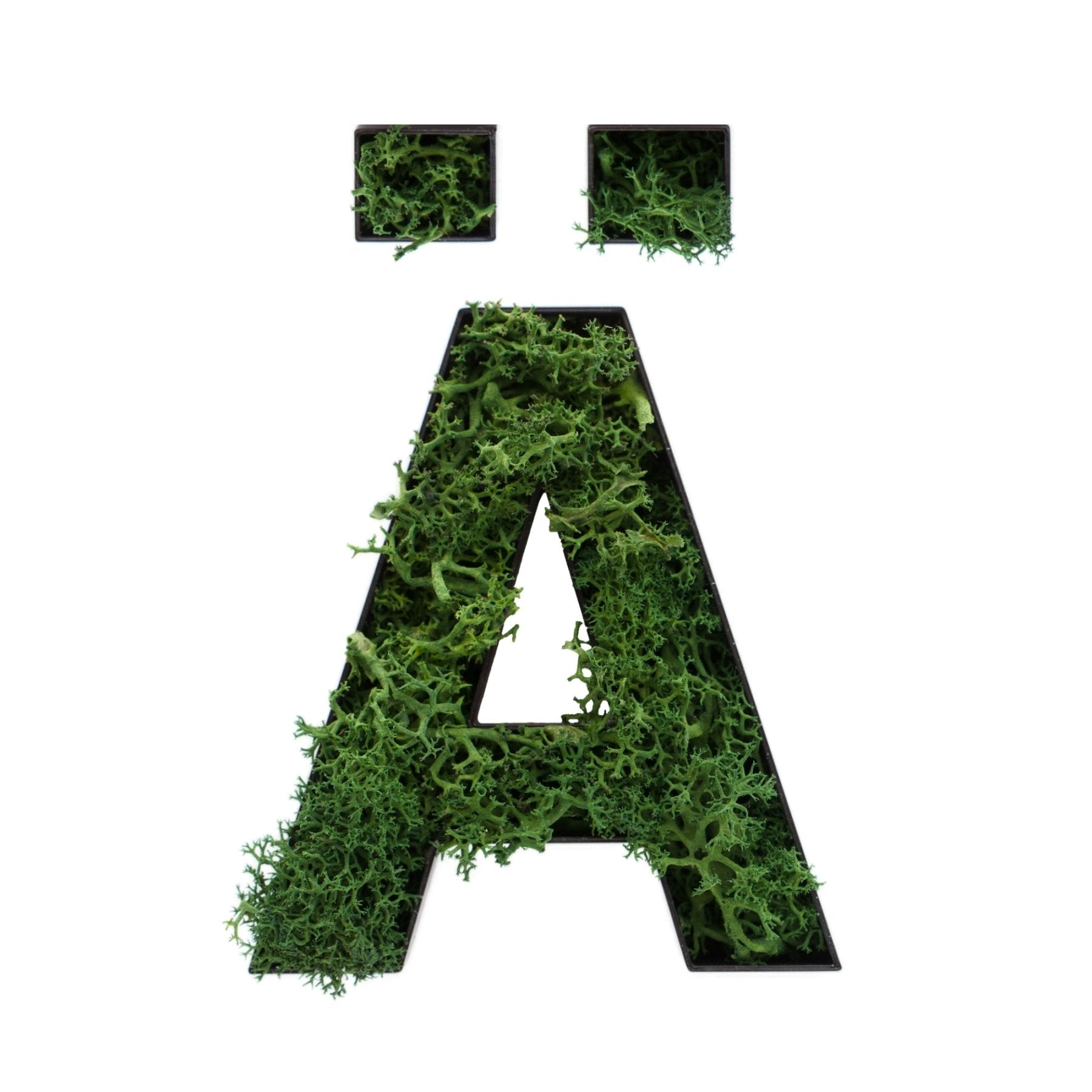 Buchstabe Ä aus Islandmoos dunkelgrün in schwarzem Rahmen