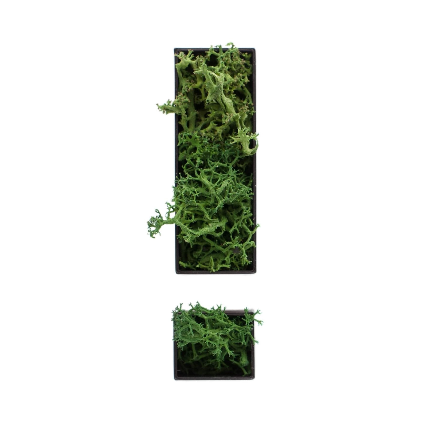 Sonderzeichen ! aus Islandmoos dunkelgrün in schwarzem Rahmen