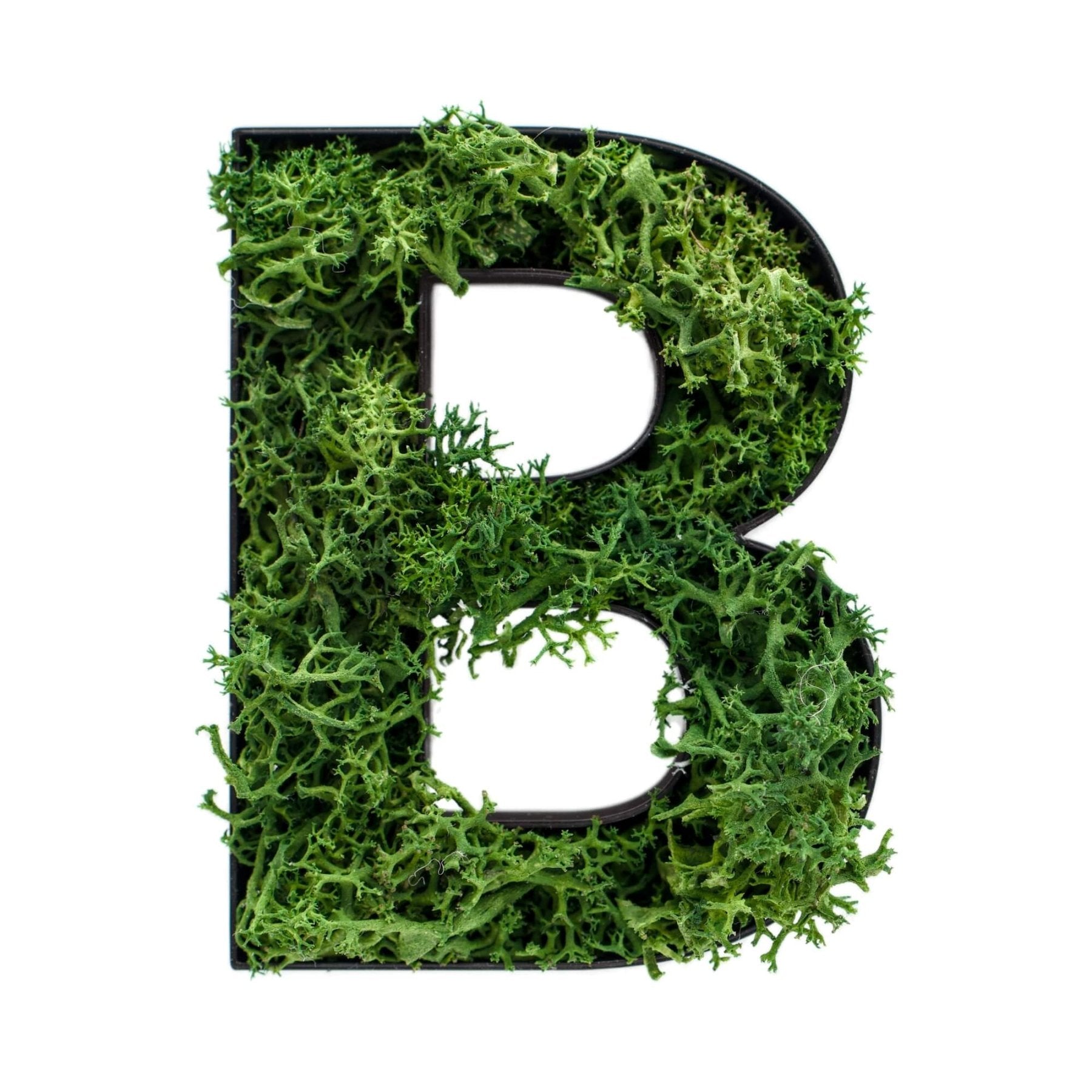 Buchstabe B aus Islandmoos dunkelgrün in schwarzem Rahmen