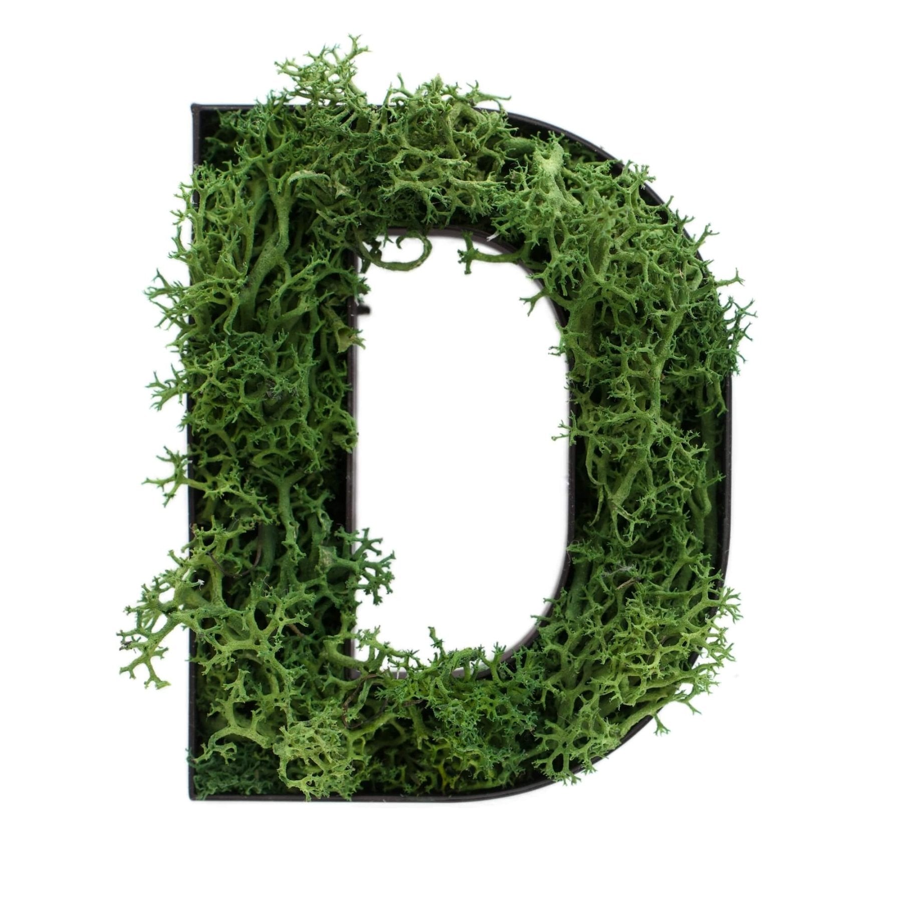 Buchstabe D aus Islandmoos dunkelgrün in schwarzem Rahmen