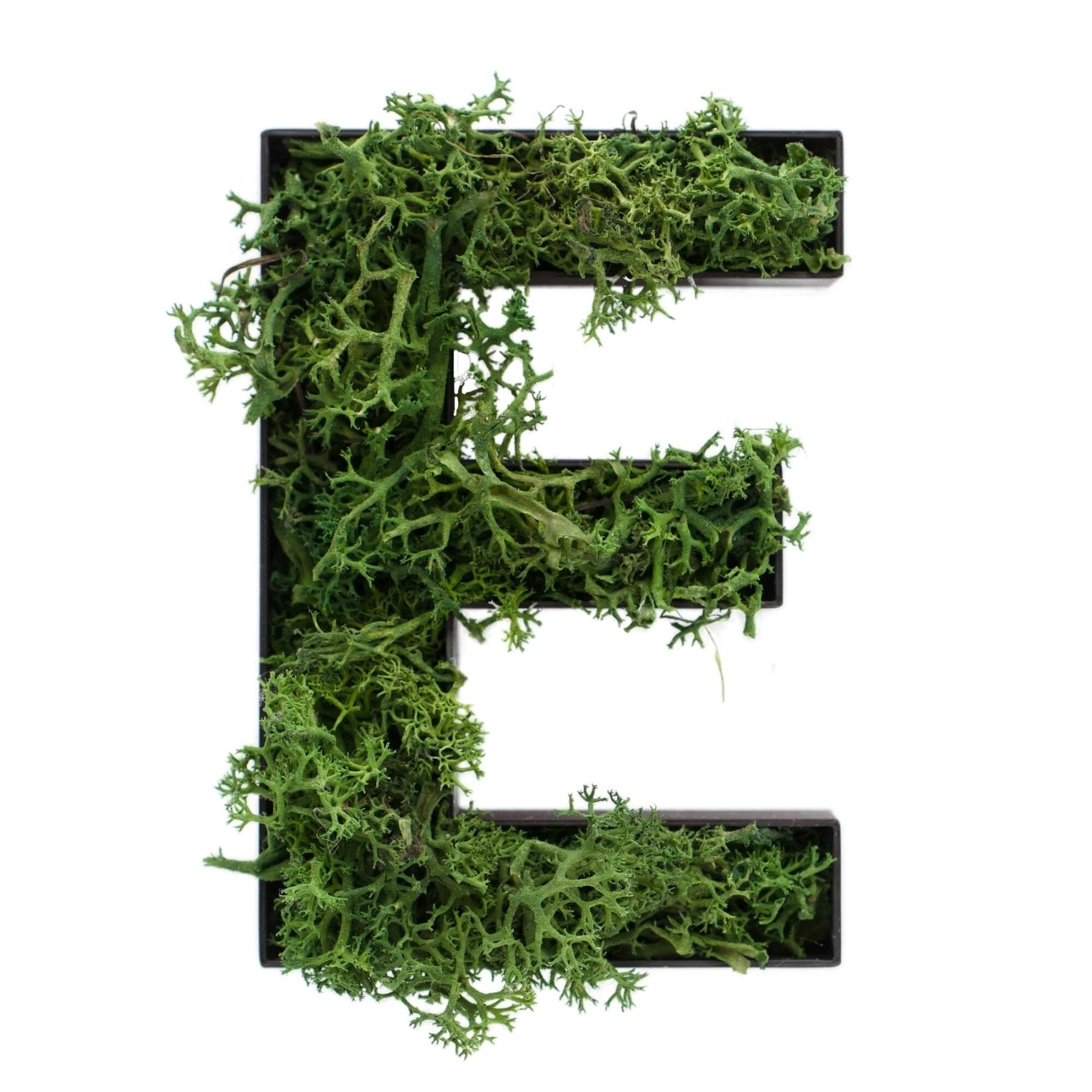 Buchstabe E aus Islandmoos dunkelgrün in schwarzem Rahmen