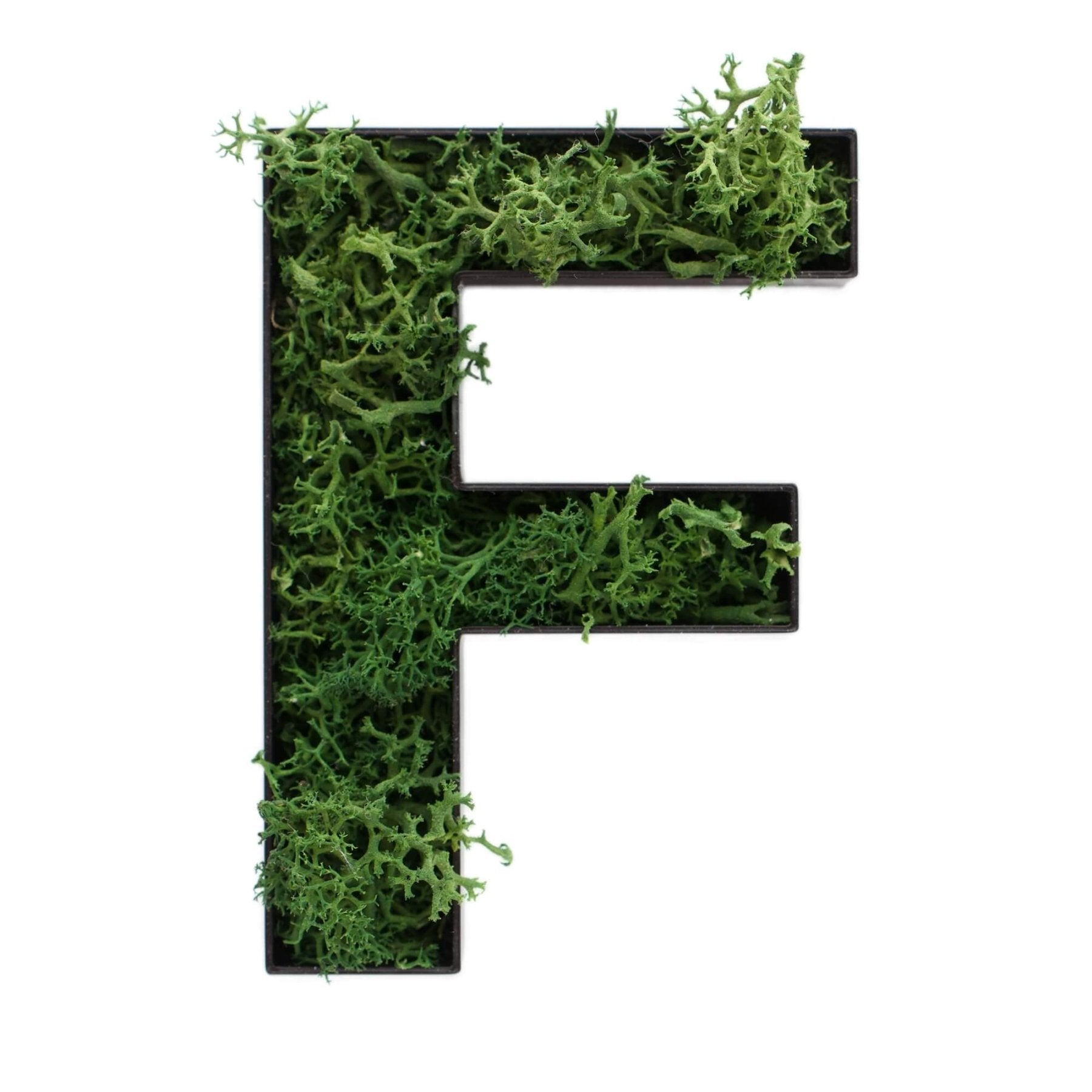 Buchstabe F aus Islandmoos dunkelgrün in schwarzem Rahmen