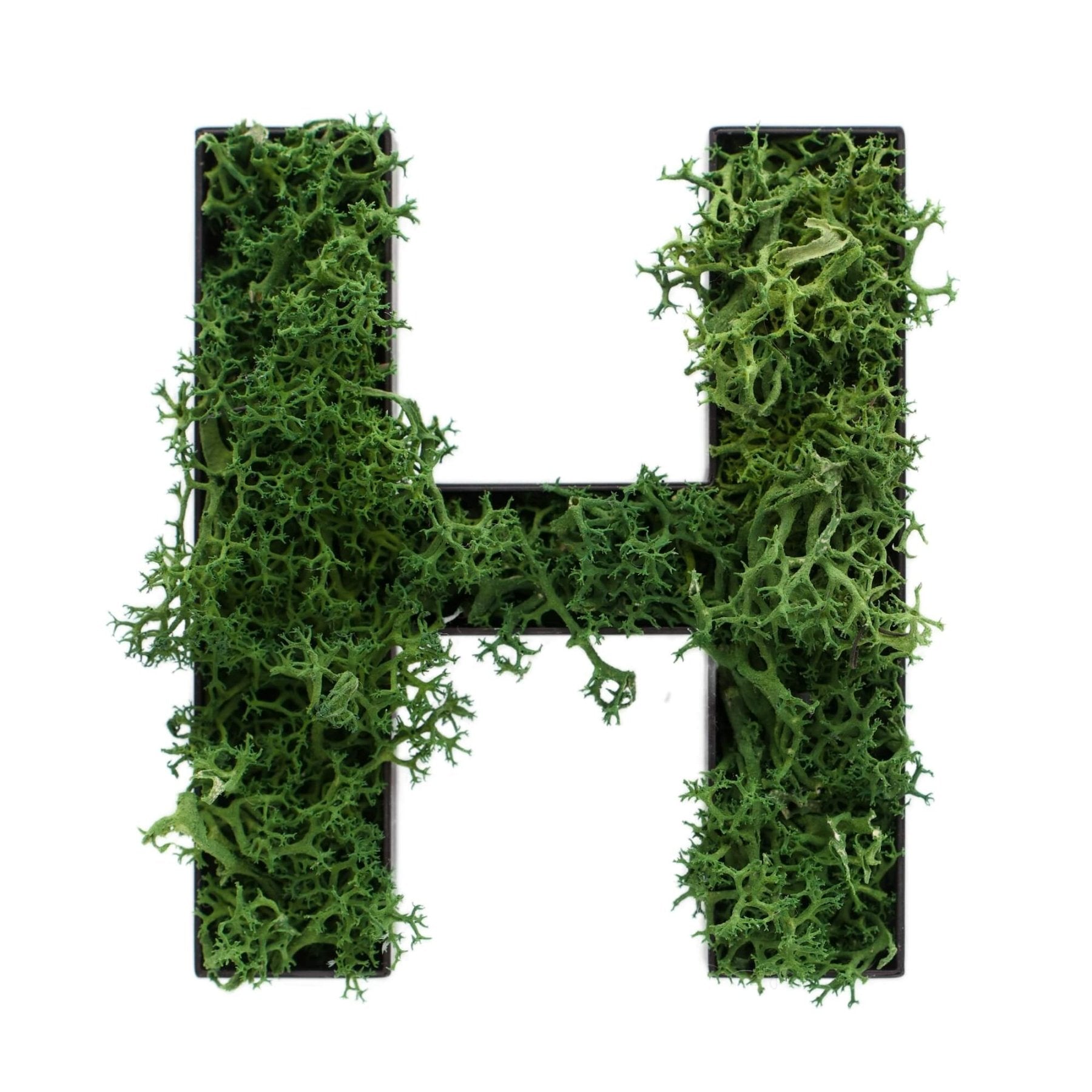 Buchstabe H aus Islandmoos dunkelgrün in schwarzem Rahmen