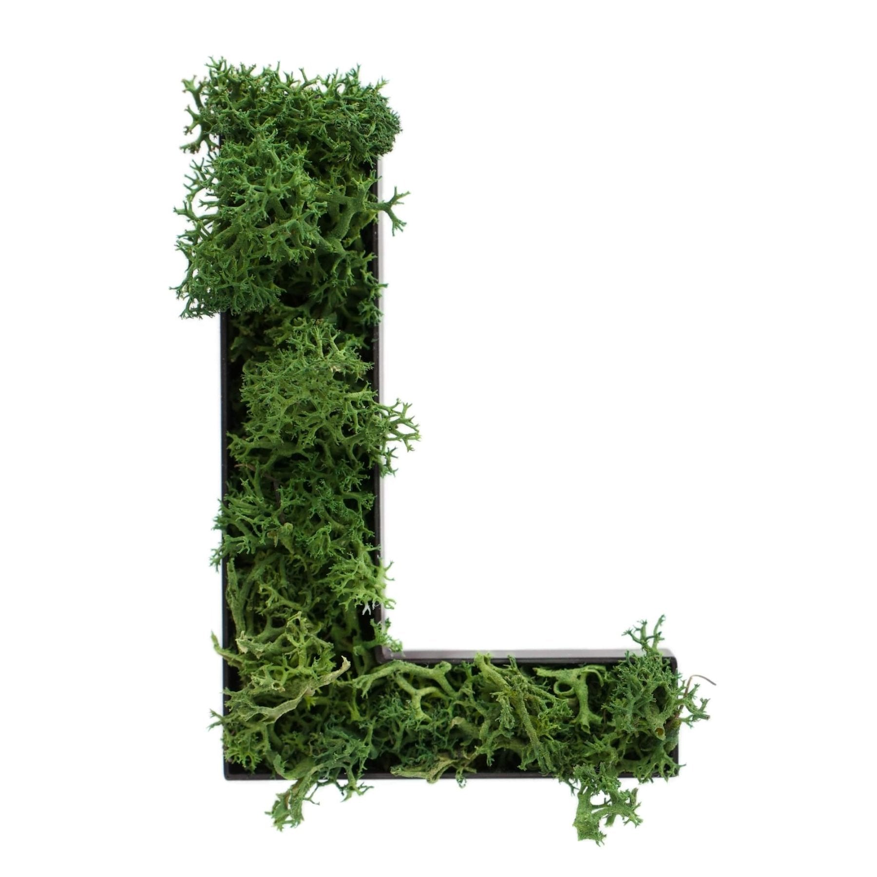 Buchstabe L aus Islandmoos dunkelgrün in schwarzem Rahmen