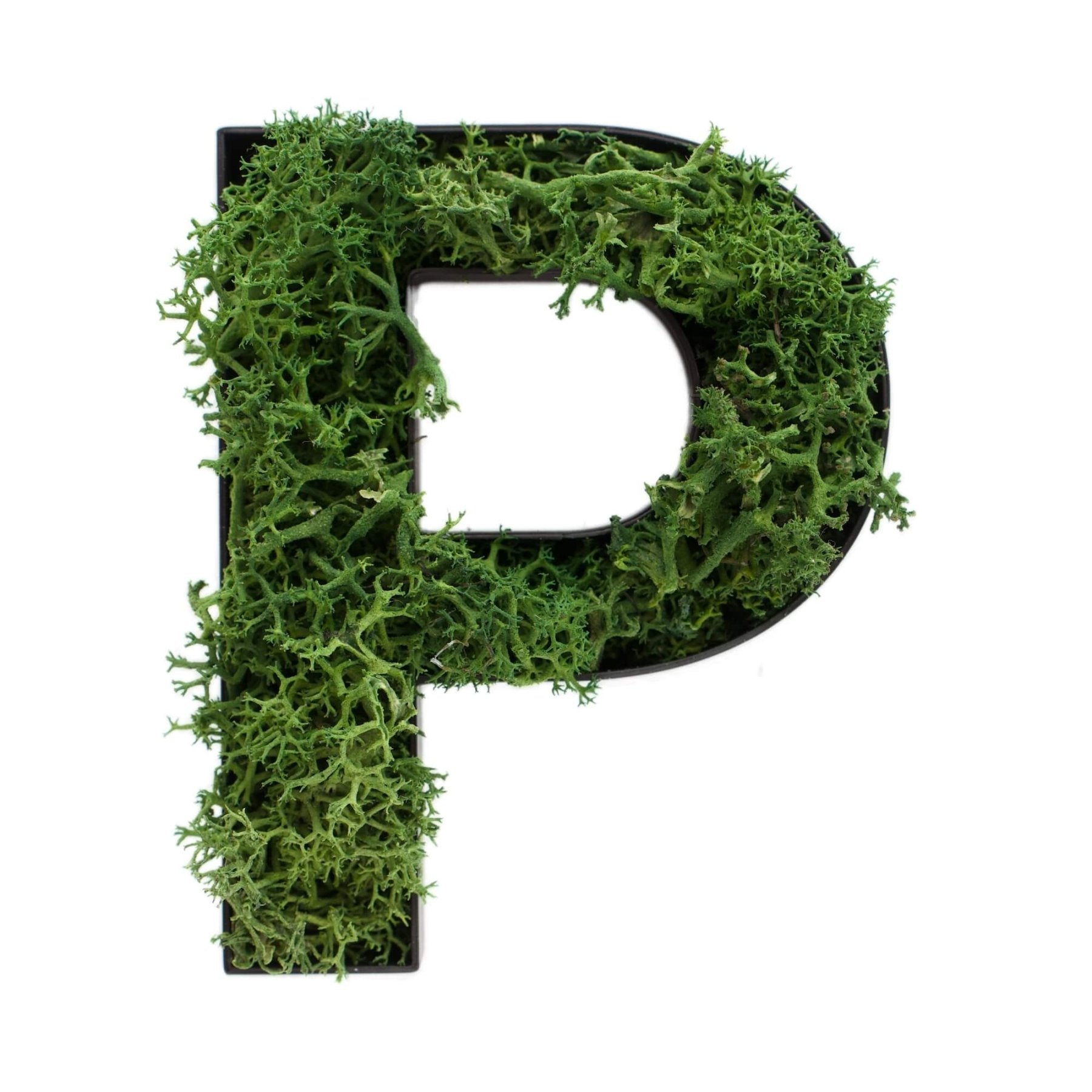 Buchstabe P aus Islandmoos dunkelgrün in schwarzem Rahmen