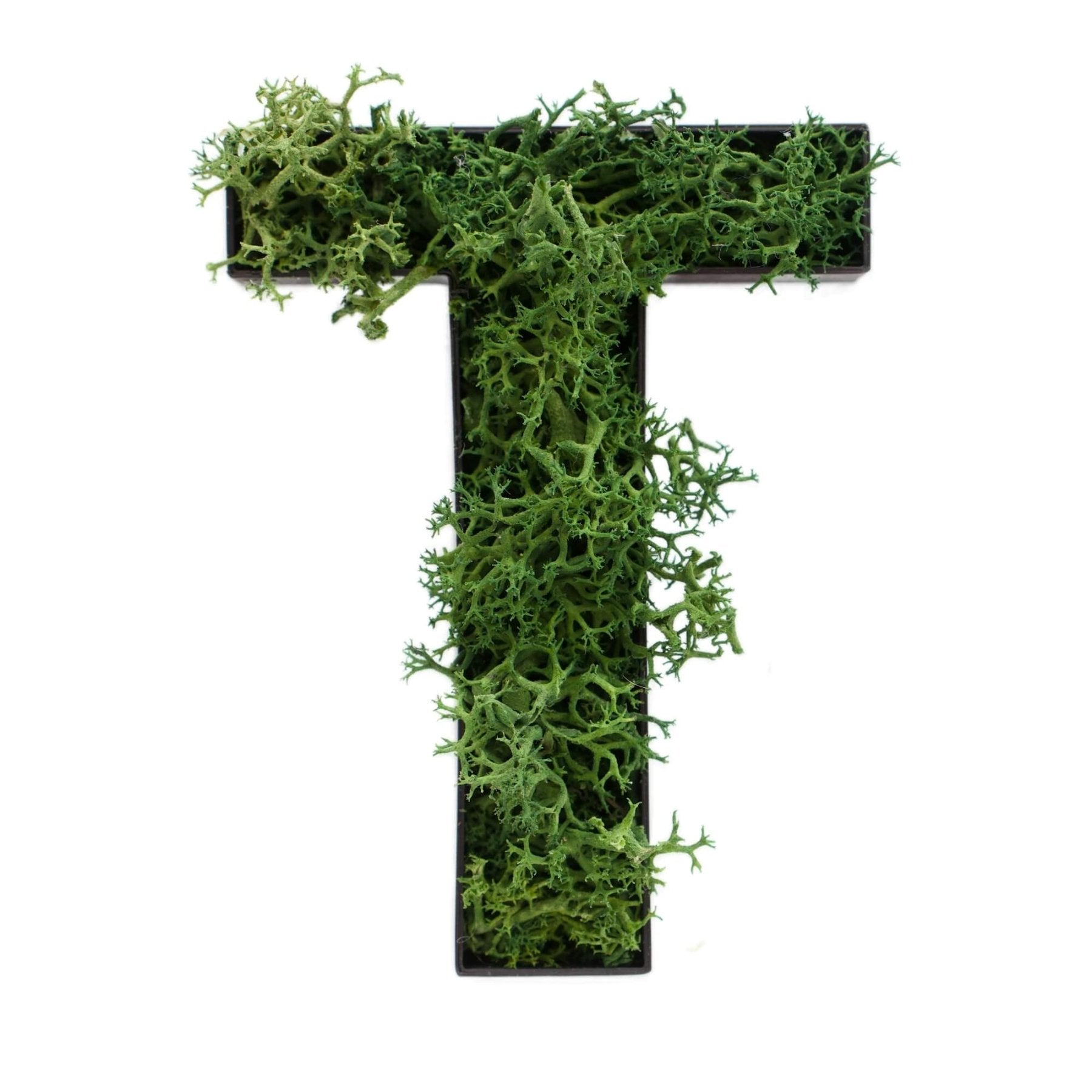 Buchstabe T aus Islandmoos dunkelgrün in schwarzem Rahmen