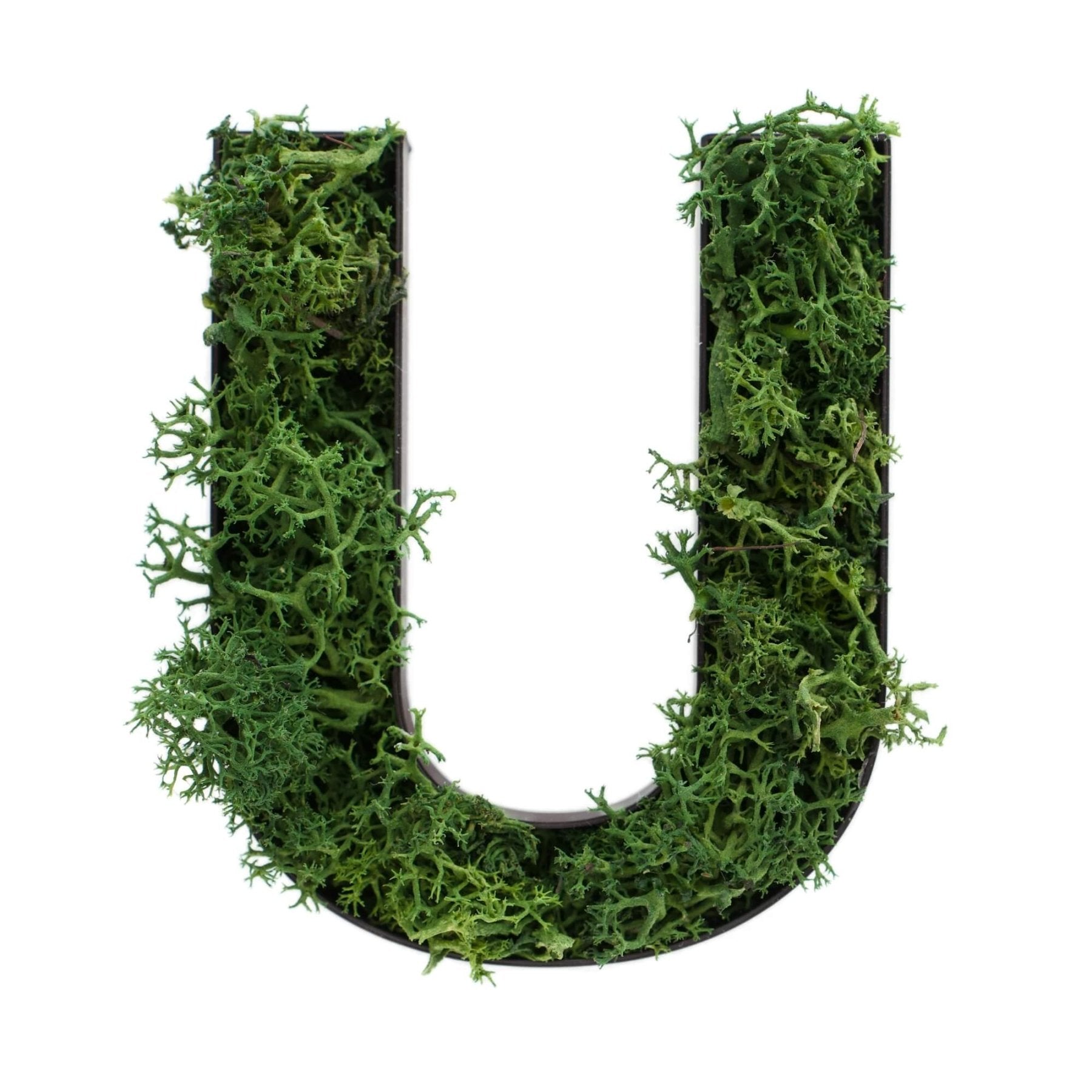 Buchstabe U aus Islandmoos dunkelgrün in schwarzem Rahmen