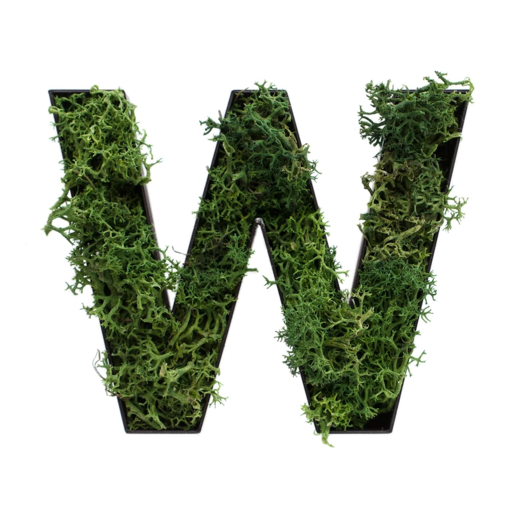 Buchstabe W aus Islandmoos dunkelgrün in schwarzem Rahmen